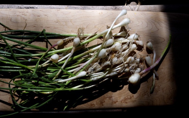 Field garlic1 790 xxx